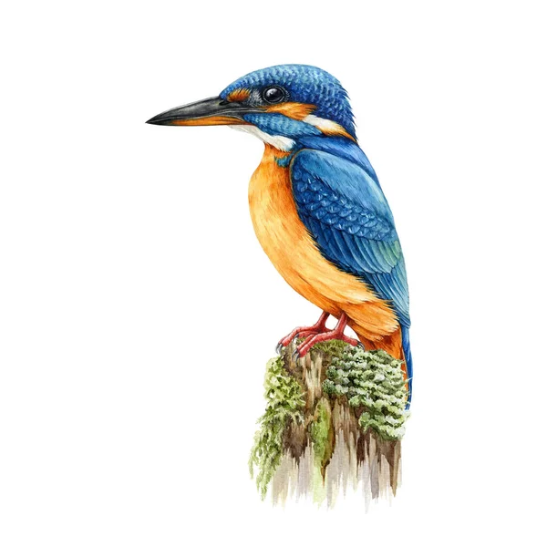 Vacker Kungsfiskare Fågel Mossig Stubbe Akvarell Illustration Hand Dras Realistisk — Stockfoto