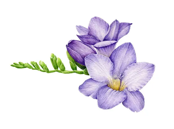 紫外線フリーシア 緑色の芽を持つ単一の花 水彩イラスト 手描きの現実的な春の庭の柔らかい花 美しいヴァイオレット色フリーシアの花の要素 白い背景に隔離される — ストック写真