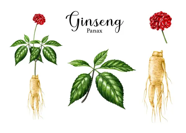 Ginseng Plant Aquarel Illustratie Set Met Hand Getekend Realistisch Biologisch — Stockfoto