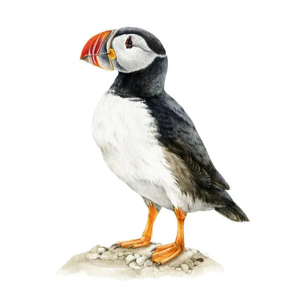 Puffin Uccello Acquerello Illustrazione Animali Acquatici Della Fauna Selvatica Atlantica — Foto Stock