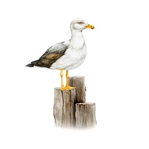 海鸥鸟在木柱上 水彩画 手绘白鸥野生动物海和海洋动物 海岸海鸥鸟栖息在木制海岸护柱上 白人背景 — 图库照片