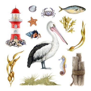 Pelican bird and seaside elements set. Watercolor illustration. Hand drawn lighthouse, wooden bollard, pelican, seaweed, crab, shell, fish element. Vintage style illustration. White background. clipart