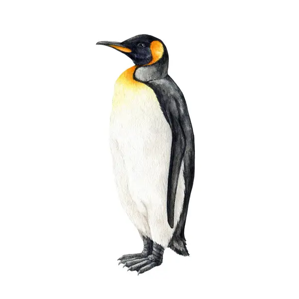 ペンギン鳥の水彩画イラスト 手描きの現実的な美しい皇帝ペンギン 野生生物南極大陸の自然鳥 鳥のためのアプテナイトテープ シングルイメージ 白い背景に隔離される — ストック写真