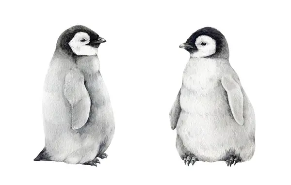 ベビーペンギン水彩イラストセット 手描きの現実的な皇帝ペンギンかわいいふわふわのカップル 南極大陸の鳥類のためのアプテナイトサイト 赤ん坊のペンギンは白い背景で隔離しました — ストック写真