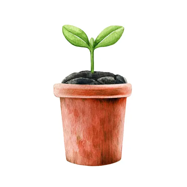 Зеленое Растение Прорастает Керамический Горшок Акварель Новый Посаженный Зеленый Стебель — стоковое фото