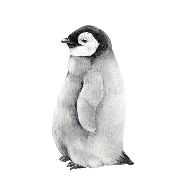 ベビーペンギン水彩画イラスト 手描きの現実的なかわいいふわふわの皇帝ペンギンネスティング 南極大陸の鳥類のためのアプテナイトサイト 白い背景に孤立したベビーペンギン — ストック写真
