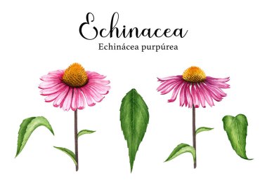Ekinezya bitkisi seti. Suluboya çizimi. El çizimi botanik gerçekçi çiçek Echinacea purpurea bitki elementi. Doğal solunum enfeksiyonları bitkisel tıbbi tedavi. Beyaz arkaplan.