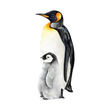 İmparator penguen kuşu bir bebekle ayakta duruyor. Suluboya çizimi. El çizimi gerçekçi bir ebeveyn penguen ve bir bebek. Antarktika yaban hayatı kuşu. Bir çift güzel penguen. Beyaz arkaplanda izole.