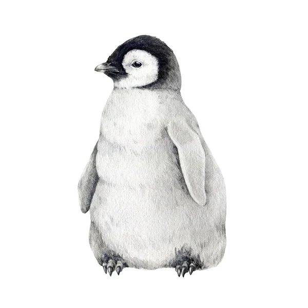 小さなペンギンウォーターカラーイラスト 手描きの現実的な皇帝ペンギンかわいいふわふわの巣 南極大陸の鳥類のためのアプテナイトサイト 白い背景に孤立したベビーペンギン — ストック写真