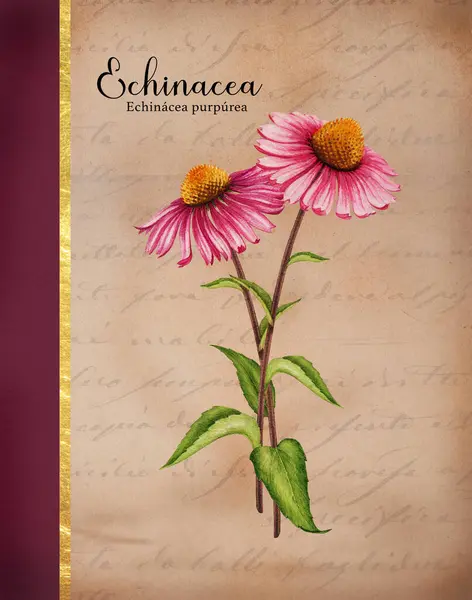 Echinacea herb vintage style watercolor illustration. Hand drawn botanical Echinacea purpurea plant with purple flower, green leaves. Medical herb vintage style botanical illustration.