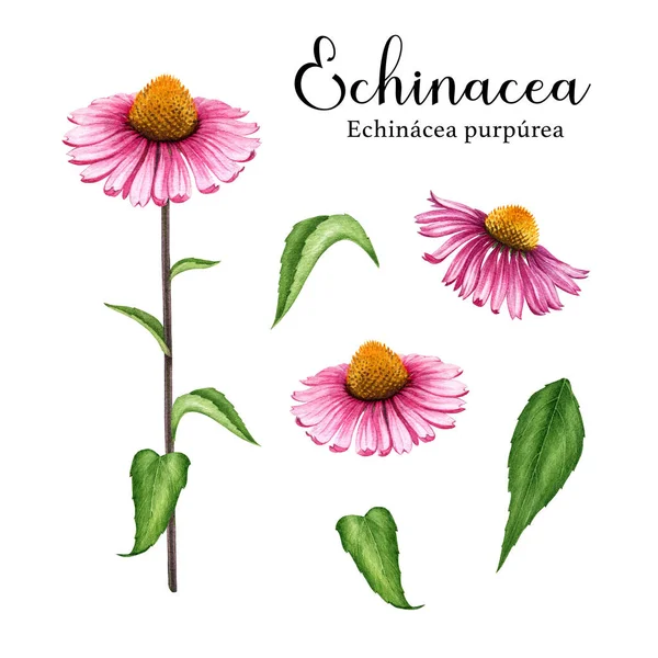 Ekinezya Bitkisi Suluboya Çizim Seti Yapımı Botanik Gerçekçi Echinacea Purpurea — Stok fotoğraf