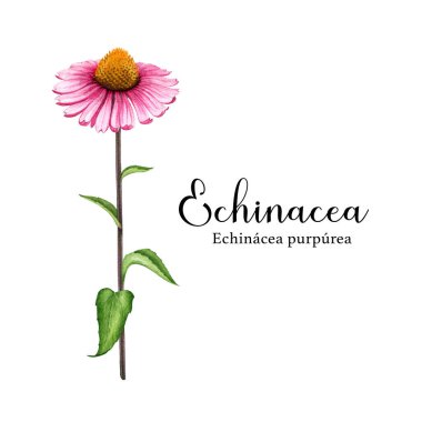 Ekinezya tıbbi bitki suluboya çizimi. Çiçek elementli el yapımı botanik gerçekçi Echinacea purpurea bitkisi. Doğal solunum enfeksiyonları bitkisel tedavi. Beyaz arkaplanda izole.