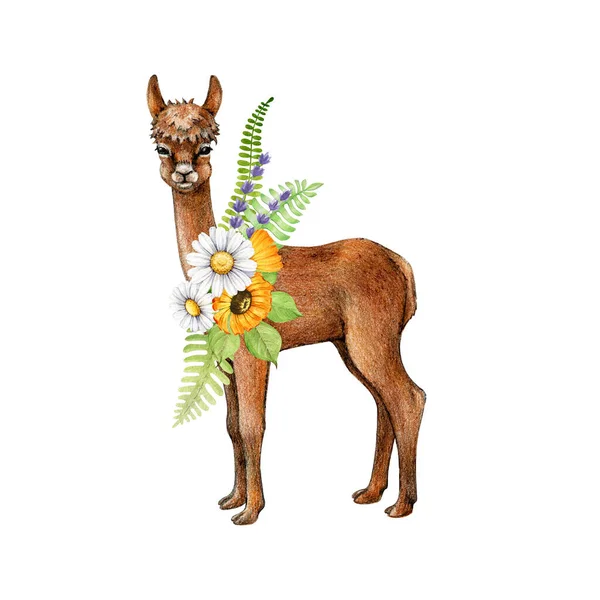 Animale Alpaca Con Decorazioni Floreali Illustrazione Disegnata Mano Grazioso Lama — Foto Stock