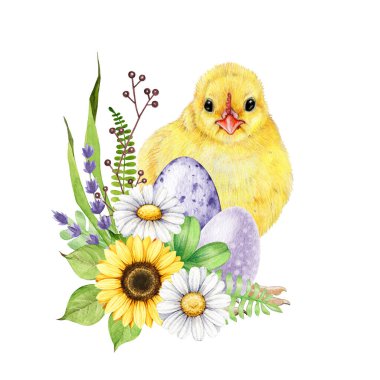 Paskalya bayramı çiçek dekoru, yavru tavuklu, renkli yumurtalı. Suluboya el çizimi çizimi. Papatyalı, lavanta çiçekli, boyalı yumurta desenli küçük sarı bir piliç. Paskalya çiçeği vintage dekorasyonu.
