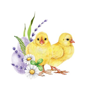 Paskalya bayramı çiçek dekoru. Bir çift yavru kuş, renkli yumurta, bahçe çiçekleri klasik dekorasyon. Suluboya çizimi. Papatyalı küçük sarı kuşlar, lavanta çiçekleri, boyanmış yumurtalar.