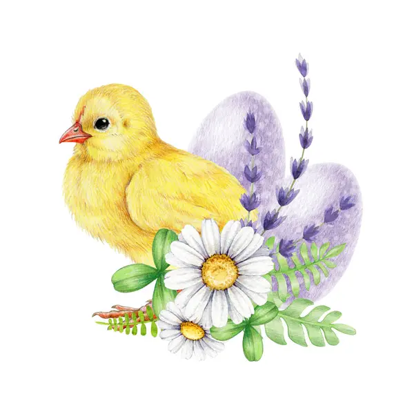 Cute fluffy chicken with Easter floral decor. Watercolor hand drawn illustration. Small yellow baby chicken with daisy, lavender flowers, painted eggs decor. Easter flower decor with baby bird.