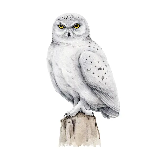 Snowy Sova Pták Akvarel Ilustrace Ručně Kreslená Realistická Bílá Sova — Stock fotografie