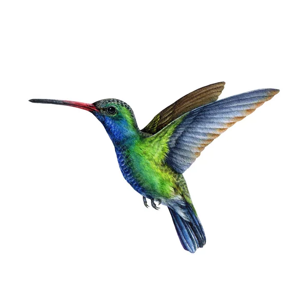 Kolibri Akvarell Illustration Handritad Vacker Liten Flygande Fågel Ljusgrön Och — Stockfoto