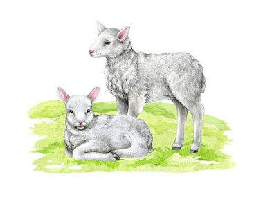 Çimlerin üzerinde bir çift beyaz kuzu. Suluboya el çizimi çizimi. Yeşil çayır çimlerinin üzerinde duran şirin kuzular. Otlaktaki çiftlik koyunları. Beyaz arkaplan.