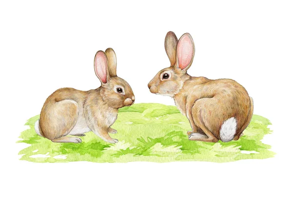 Några Söta Kaniner Det Gröna Gräset Akvarell Handritad Illustration Små — Stockfoto