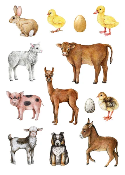 农场动物和鸟类手绘图解老式风格套装 鸭养殖场饲养的动物数量很大 可爱的小猪 白人背景 — 图库照片