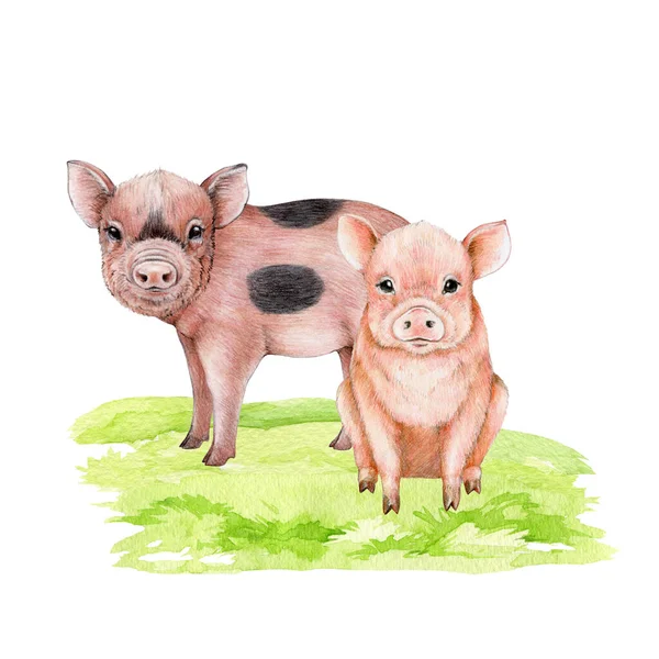 Para Uroczych Świnek Zielonej Trawie Ilustracja Akwareli Ręcznie Rysowane Małe — Zdjęcie stockowe