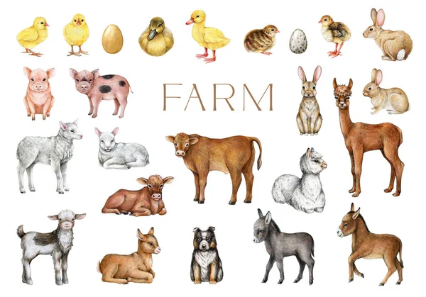 农场的动物和鸟类手绘一套 家养动物大全 可爱的小猪 白色背景的兔子 — 图库照片