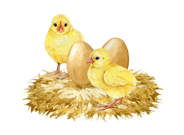 Пара Желтых Пушистых Цыплят Соломенном Гнезде Ручной Рисунок Акварелью Маленькие — стоковое фото