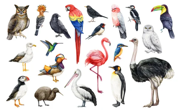 手绘大鸟集 水彩画 不同的鸟类具有不同的真实感 火烈鸟 猫头鹰 蜂鸟白人背景 — 图库照片