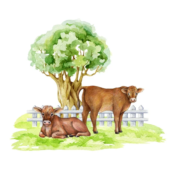 Cows on the green grass under the tree. Countryside landscape scene. Hand drawn illustration. Cute couple of farm animal. Brown hair cow resting, standing on the meadow under the tree element.