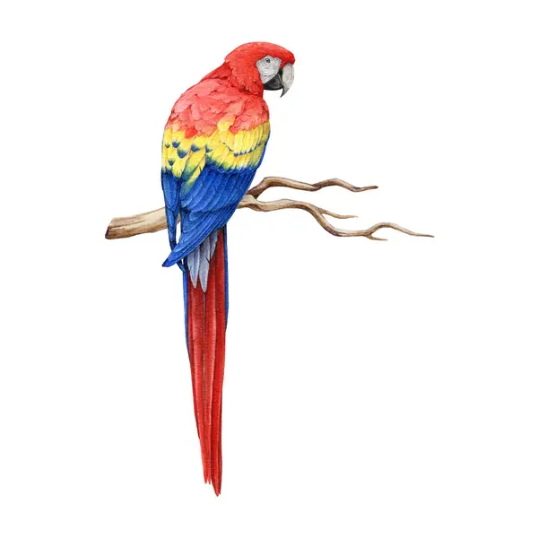 Czerwona Papuga Siedziała Gałęzi Drzewa Ręka Świt Akwarela Ilustracja Realistyczne — Zdjęcie stockowe