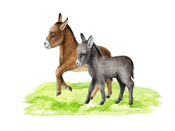 Roztomilí Osli Zelené Trávě Ilustrace Akvarelů Oslí Farmářské Domácí Zvíře — Stock fotografie