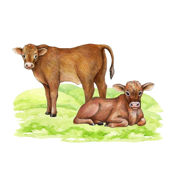 Krowy Zielonej Trawie Ręcznie Rysowana Ilustracja Urocza Para Zwierząt Gospodarskich — Zdjęcie stockowe
