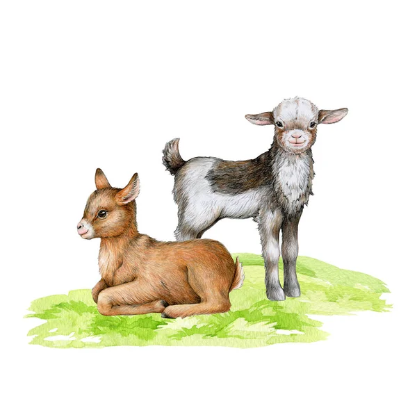 Goats on the green grass. Hand drawn illustration. Couple of farm domestic animals. Cute little goats standing and resting on the field. White background.