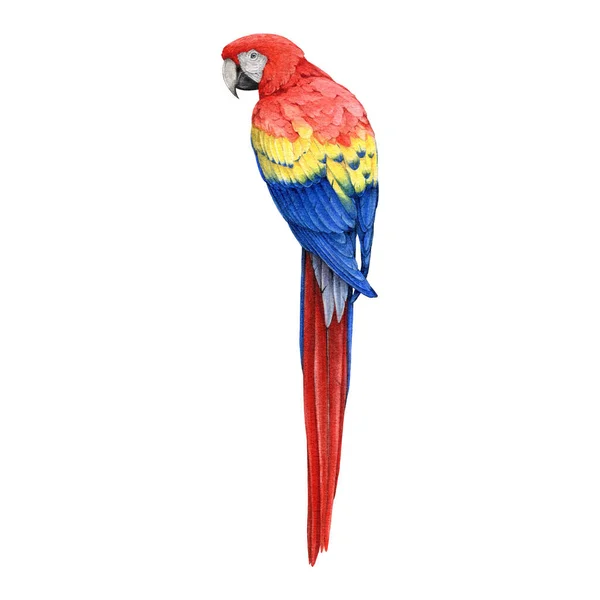 红金刚鹦鹉手黎明水彩画 现实的美丽的红色金刚鹦鹉产于南美洲的鸟类 漂亮明亮的大鹦鹉 野生鸟类 因白人背景而被隔离 — 图库照片