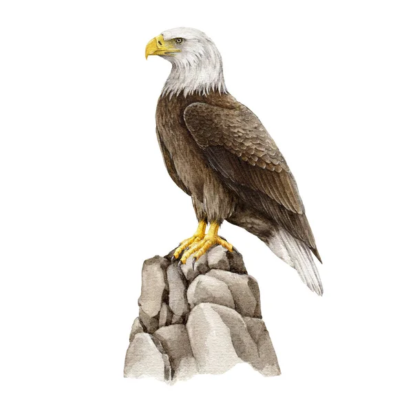 ボールドワシの鳥が石にぶつかった 水彩イラスト 手描きの現実的な北アメリカの鳥 アメリカのシンボル 野生生物の自然美しい鳥 白い背景のボールドワシングルエレメント — ストック写真