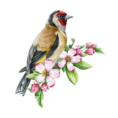 Elma çiçekli ispinoz kuşu. Suluboya çizimi. El çizimi gerçekçi bahçe kuşu ilkbahar görüntüsü. Minik ötücü kuş. Tek Avrupa ispinozu güzel çiçek dekoru. Beyaz arkaplan.