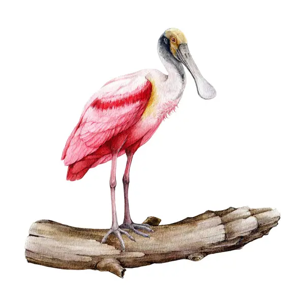 Löffelvogel Auf Baumstamm Aquarell Illustration Handgezeichnetes Realistisches Roseate Löffler Element — Stockfoto