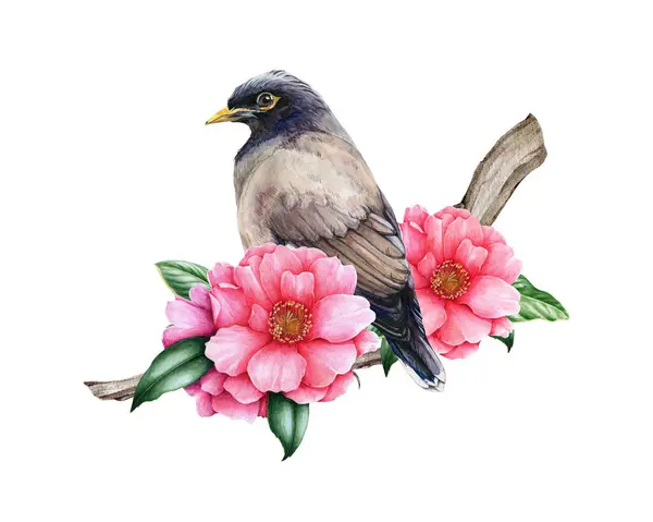 美しいピンクのカメリアの春の花とマイナの鳥 水彩イラスト 春に咲くカメリアの枝に イカがついた 鳥が付いている花の装飾 ホワイトバック — ストック写真