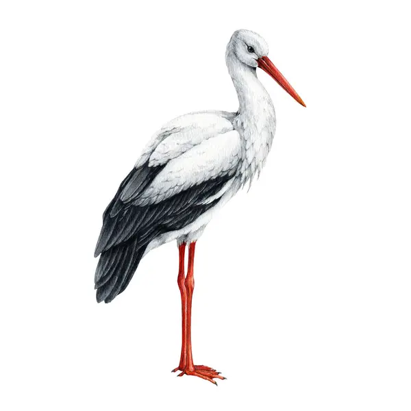 鸟鸣水彩画 手绘西科尼亚西科尼亚鸟 美丽的单立欧洲白鹤 详细说明 有红色喙的野生动物鸟 白人背景 — 图库照片
