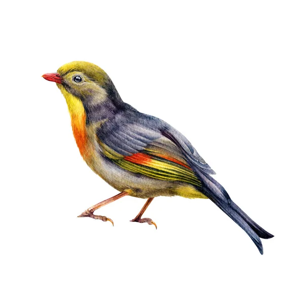 Pekin Robin Bird Watercolor Illustration Hand Dawn Red Billed Leiothrix — Stock Photo, Image
