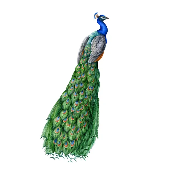 Pavone Dettagliata Illustrazione Acquerello Uccello Esotico Disegnato Mano Con Bella — Foto Stock