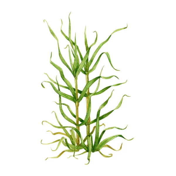 Rietgras Met Hand Getekend Aquarel Illustratie Groen Natuurlijk Bloemenbeeld Suikerriet — Stockfoto