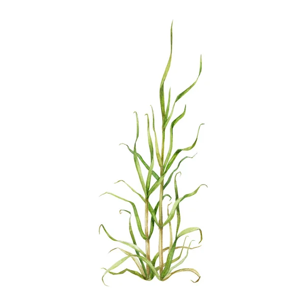 ケイングラスウォーターカラーイラスト 手描きの緑の植物天然ハーブ 緑の葉が付いているケイン植物 湖岸の草の元素 ホワイトバック — ストック写真