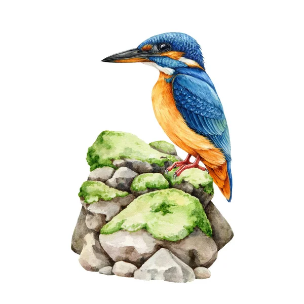 Kingfisher Fågel Mossiga Stenar Akvarell Illustration Handritade Vackra Vilda Djur — Stockfoto