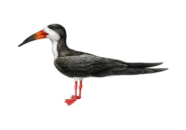 略读鸟类图解 现实而详细的海岸鸟类形象 Rynchops Niger野生动物鸟类的例证 白色背景的黑色滑翔机 — 图库照片