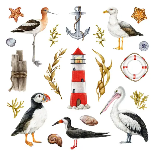 Coast birds hand drawn illustration set. Coastal elements lighthouse, seaweed, shells, puffin, pelican, seagull watercolor image collection. Seashore wildlife nature birds set on white background.