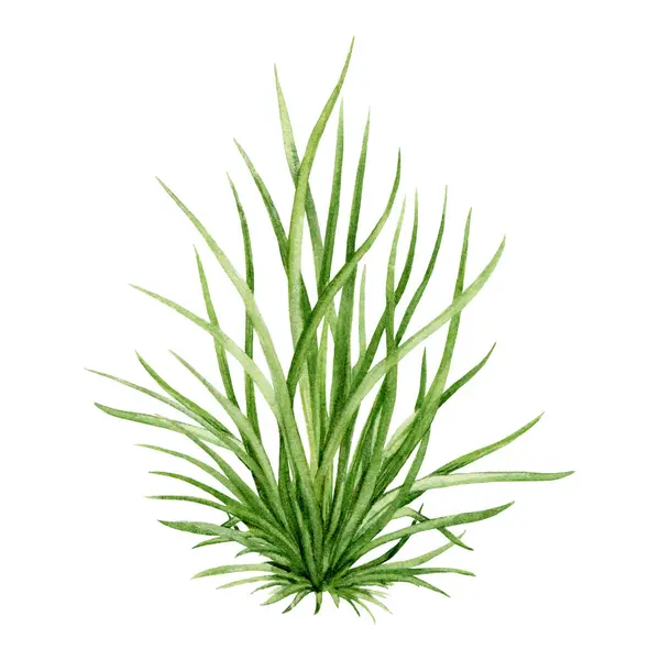 Groen Gras Bos Illustratie Met Hand Getekende Aquarel Plant Afbeelding — Stockfoto