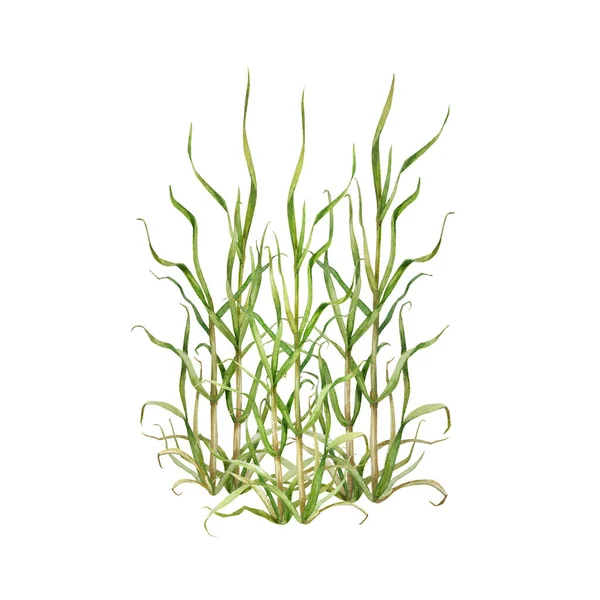 Rietgras Met Hand Getekend Aquarel Illustratie Groen Natuurlijk Plantaardig Botanisch — Stockfoto