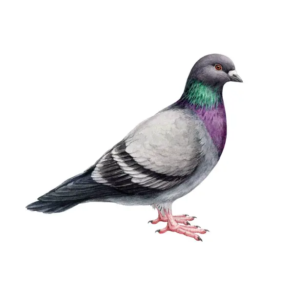 Illustration Pigeon Commun Columba Livia Aviaire Dessinée Main Colombe Rocheuse — Photo
